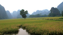 Des rizières à Ninh Binh au Vietnam