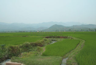 Rice field at Nghia Lo Yen Bai