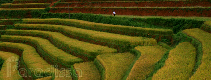 rizières en terrasses à Mu Cang Chai, Yen Bai