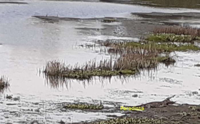 A Siamese crocodile opening mouth by the Crocodile Lake at the Nam Cat Tien National Park