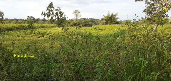 Grassland near the Nui Tuong (Elephant Hill) at Cat Tien National Park