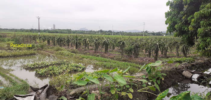 Dragon fruit farm at Kinh Mon Township, Hai Duong Province