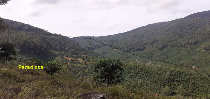 Di Linh Forest, a great spot for birding in Lam Dong Vietnam