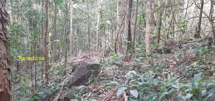 Forest on a rocky mountain at Di Linh, Lam Dong, Vietnam