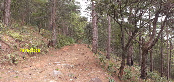 A birding trail on the Lang Biang Mountain just outside of Da Lat