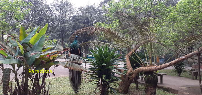 A green peafowl at the Cuc Phuong National Park in Ninh Binh, Vietnam