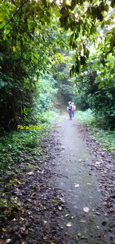 A birding trail at the Cuc Phuong National Park