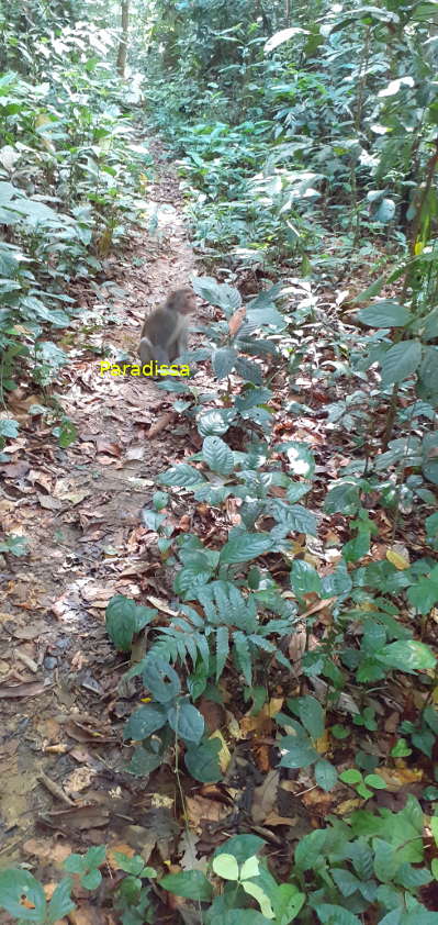 A macaque at the Cuc Phuong National Park in Ninh Binh, Vietnam