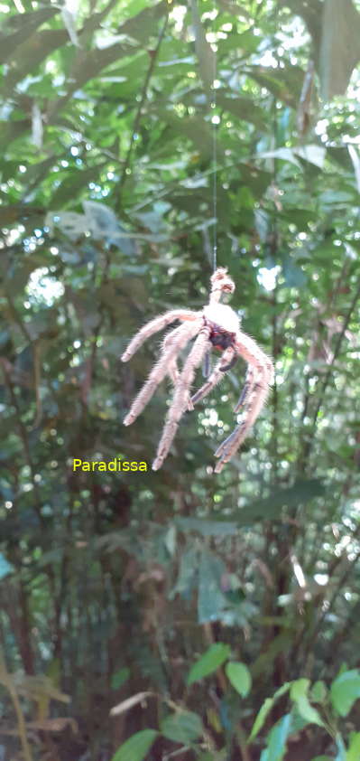 A giant spider at Cuc Phuong National Park