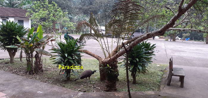 A pair of green peafowls at the Cuc Phuong National Park