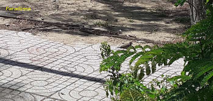 A zebra dove on the street of Can Gio Vietnam